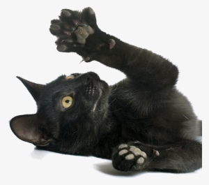 People Often Believe That Declawing Their Cat Is A - Normal Black Cat Paws