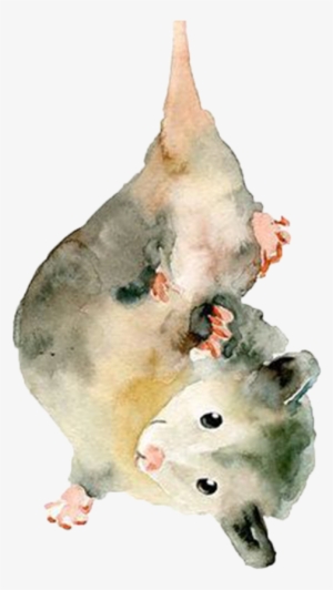 Possum - Opossum Drawing