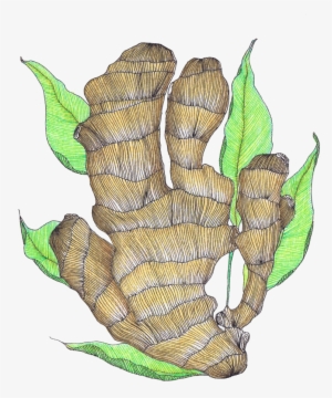 Ginger - Drawing