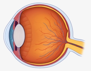 The Human Eye Is One Of The Most Complex Organs In