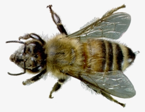 Learn About Honey Bees - Honey Bee
