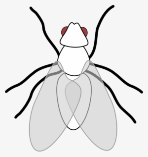 Fly Png Library Download Huge Freebie - Fly Clip Art