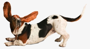 Funny Dog Png - Yoga Dogs