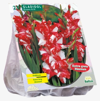 Gladiolus Zizanie - Collection De 50 Glaïeuls Assortis - Willemse