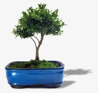 Bird's Bonsai Medium