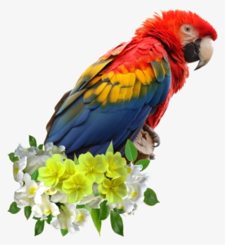 parrots - parrot face