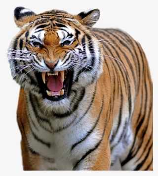 Tiger Png Image - Menacing Animals