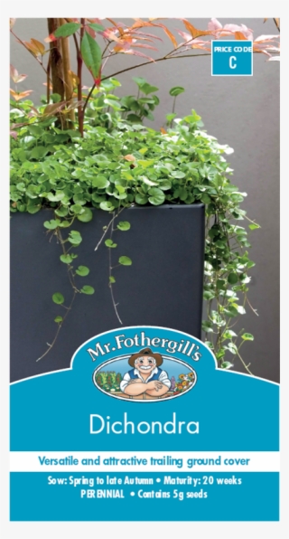 mr fothergill's dichondra seeds - australian native hanging plants