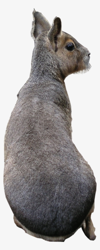 Patagonian Mara Texture
