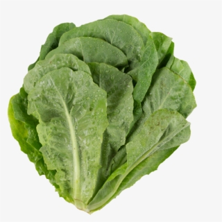 Lettuce - Dark Green Leafy Vegetable