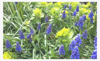 Bluebells-transparen - - Grape Hyacinth