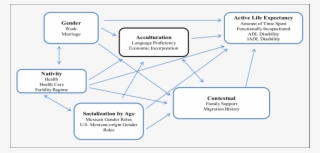 A Conceptual Model Of Healthy Aging For Older Hispanics - Diagram