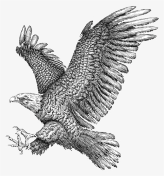 Eagle - Golden Eagle