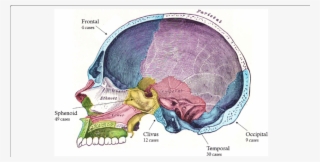 Diagrammatic Representation Of The Human Skull In Sagittal - Skull Clivus