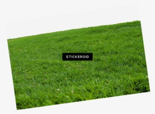 Grass - Lawn