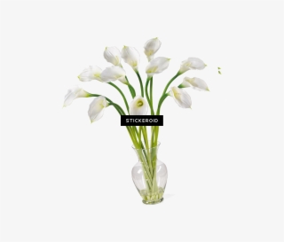 Calla Callalily Flower Nature