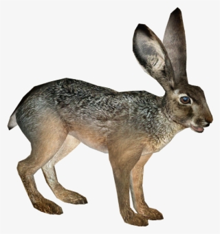Black-tailed Jackrabbit - Zoo Tycoon 2 Rabbit