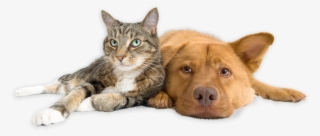 Download Our App - Dog And Cat