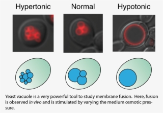 Membrane Trafficking-snare Activation - Circle