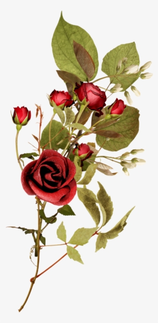 Rose Garden - Rosa Con Espina Png