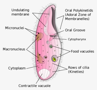 Open - Structure Of Vacuoles