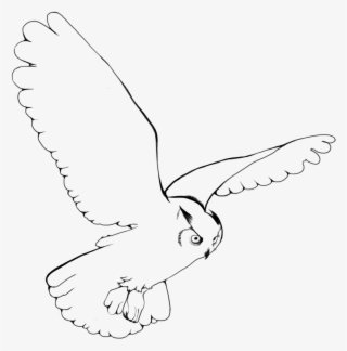 Collection Of Free Fly Drawing Download On