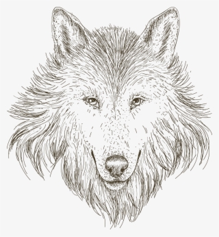 Full Size Of Really Easy Wolf Drawings Of A To Draw - Drawing Of Wolf Transparent