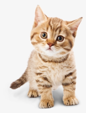 Cute Cat Png Transparent Image - Imagenes De Gatos Png