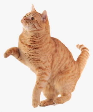 Free Icons Png - Orange Cat Transparent Background