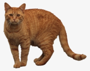 Orange Tabby Cat - Tabby Cat
