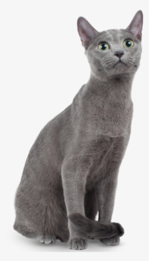 Russian Blue Cat Png Transparent