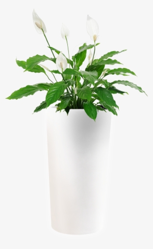 Model Png - Blooms Today Classic Peace Lily Plant | Flower Delivery