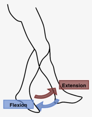 Flexion Extension Leg - Leg Extension And Flexion