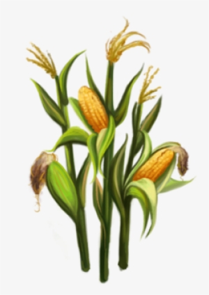 Corn Stalks Png Clip Art Royalty Free Download - Corn Stalk Png