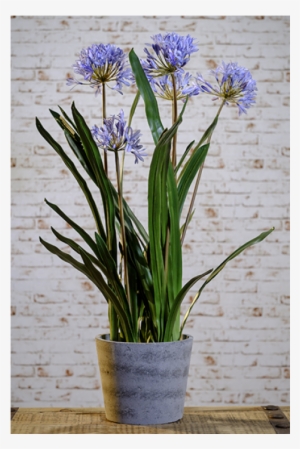 Blue Agapanthus In Grey Pot - Lily Of The Nile