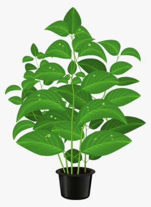 Drawn Pot Plant Clipart - Plants Clipart Png