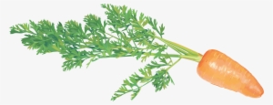 Carrots Png Stem Graphic Freeuse Download - Carrot On Transparent Background