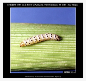 Southerncornstalkborer Larva 1 Commonstalkborer Larva - Stalk Borer