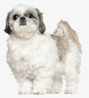 Shih Tzus Are Fun-loving Dogs Bred Purely For Companionship - White