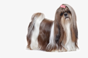 The Shih Tzu Is Covered With Luxuriant, Long And Straight - Shih Tzu Dog