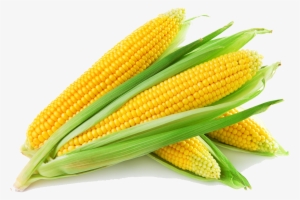 Corn Png Images Transparent Free Download - Corn Cob