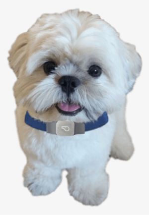 Pinpoint Your Shih Tzu's Location With Gps Tracking - Shih Tzu