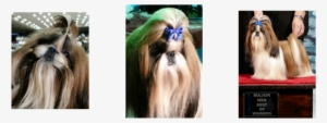 <a> Picture - Pekingese