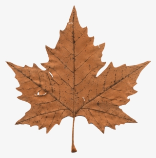 maple leaf png transparent image - maple leaf png