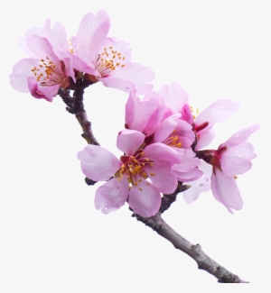 Png Cherry Blossoms