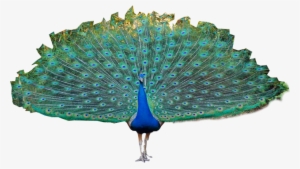 Png Images Of Peacock