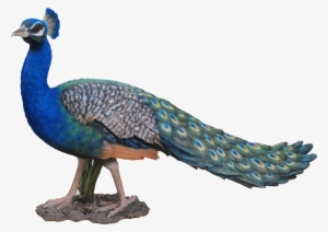 Real Photo Of Peacock