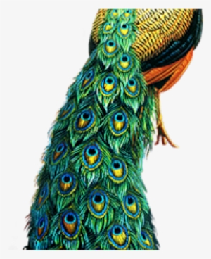 Peacock Png Image Transparent Background - Peacock Hd Png