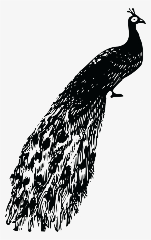 , , - Peacock Clipart Png Black And White