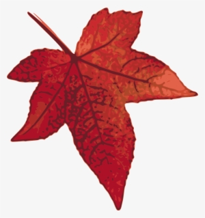 Maple Leaf Png